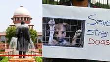 Delhi stray dogs case Updates: Mohan ...